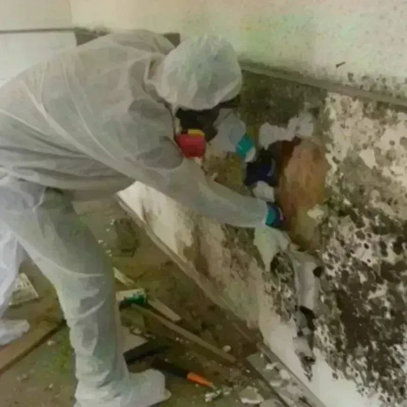 Mold Remediation and Removal in Roland, IA